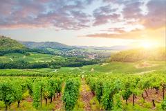 Burgundy Private wine tour & tasting  including two local wineries in Cote de Beaune