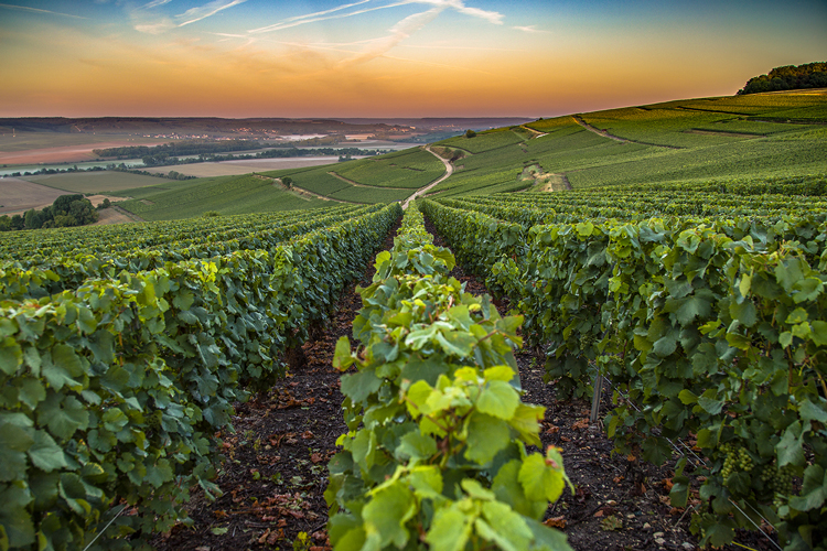 France Intense Group: Champagne Day Tour: Veuve Clicquot, Local Winery & Lunch — Champagne — Reims, Épernay & the Côte des Blancs - Photo 4