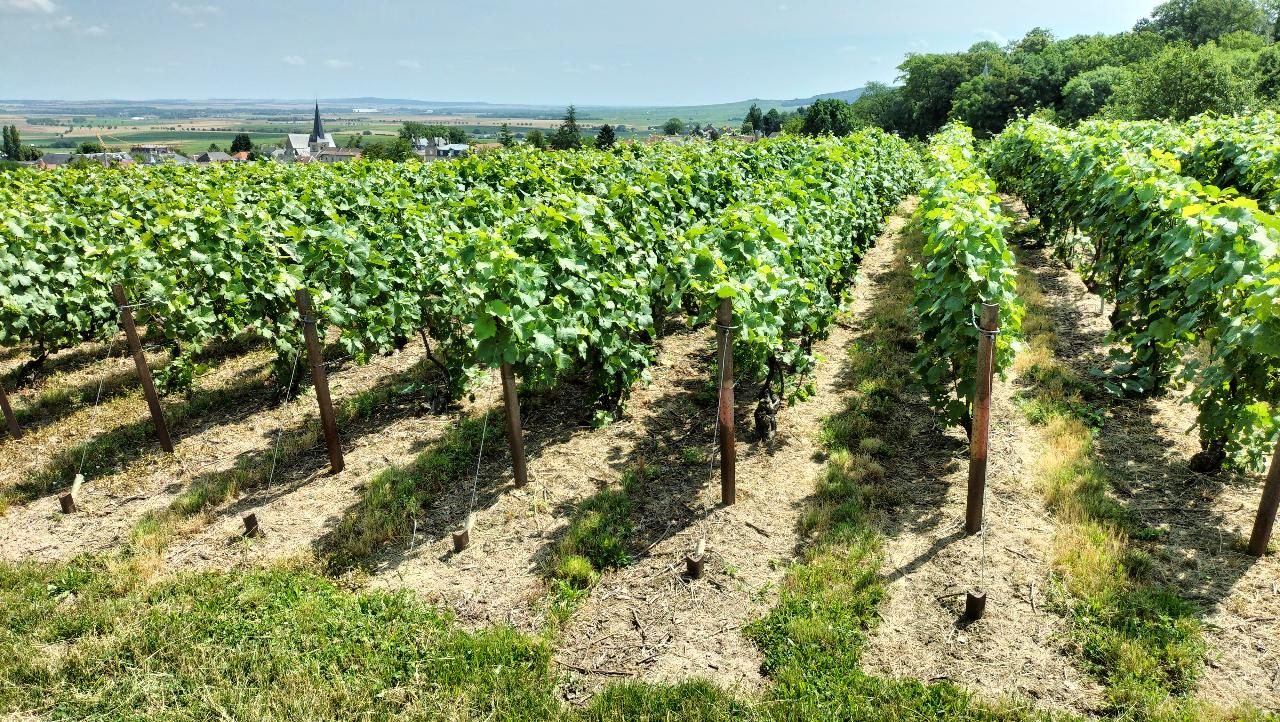 France Intense Group: Champagne Day Tour: Three Family Wineries & Lunch — Champagne — Reims, Épernay & the Côte des Blancs - Photo 7