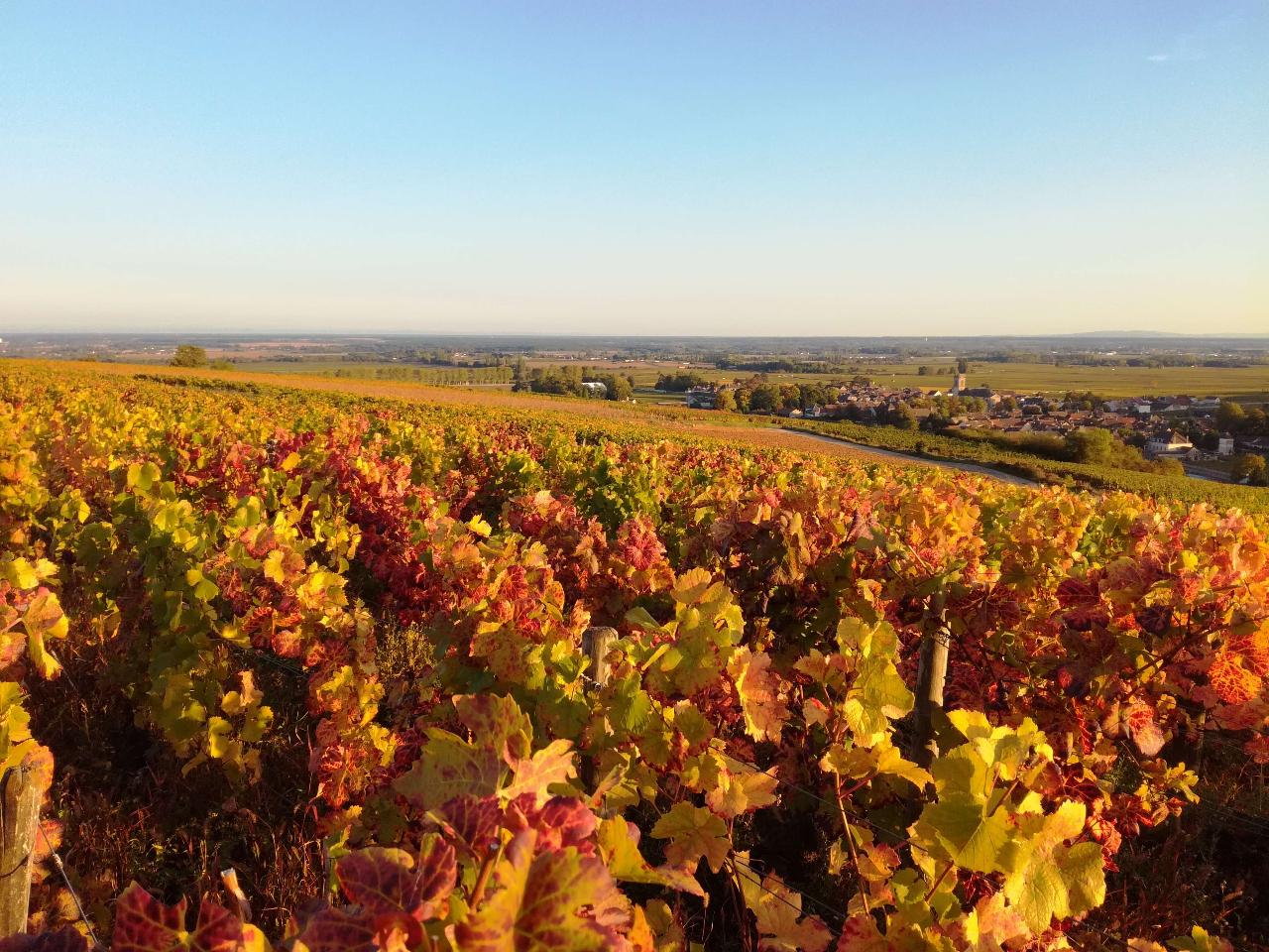 Actividades Turísticas en Beaune