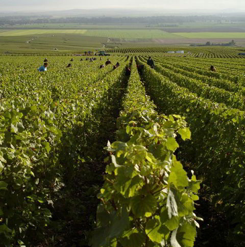 France Intense Group: Private Champagne Tour with Veuve Clicquot and a Local Winery — Champagne — Reims, Épernay & the Côte des Blancs - Photo 2