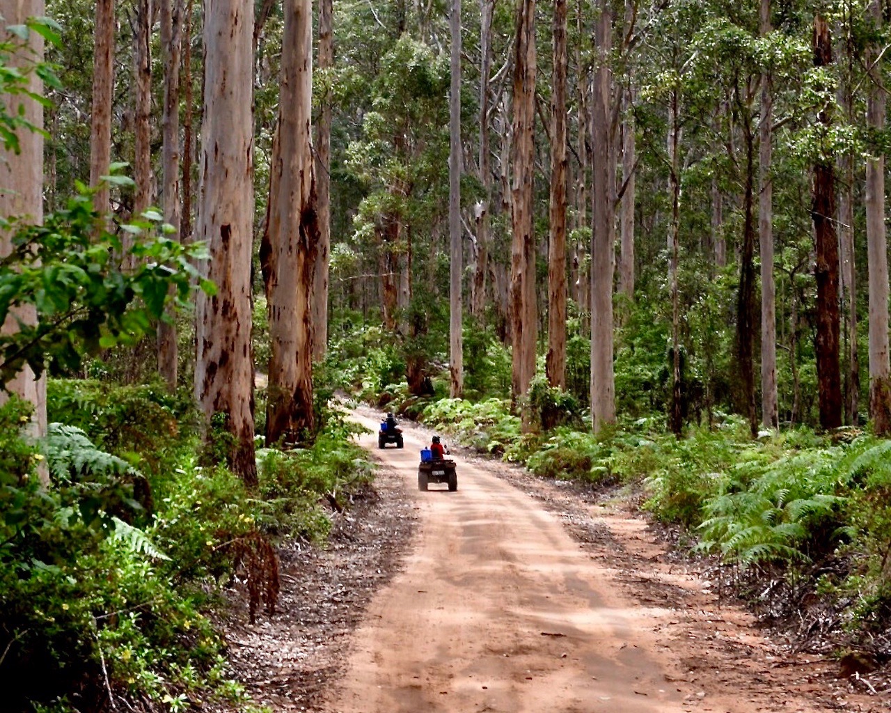 FOREST EXPLORER TOUR (Driver Only or Driver with Passenger)