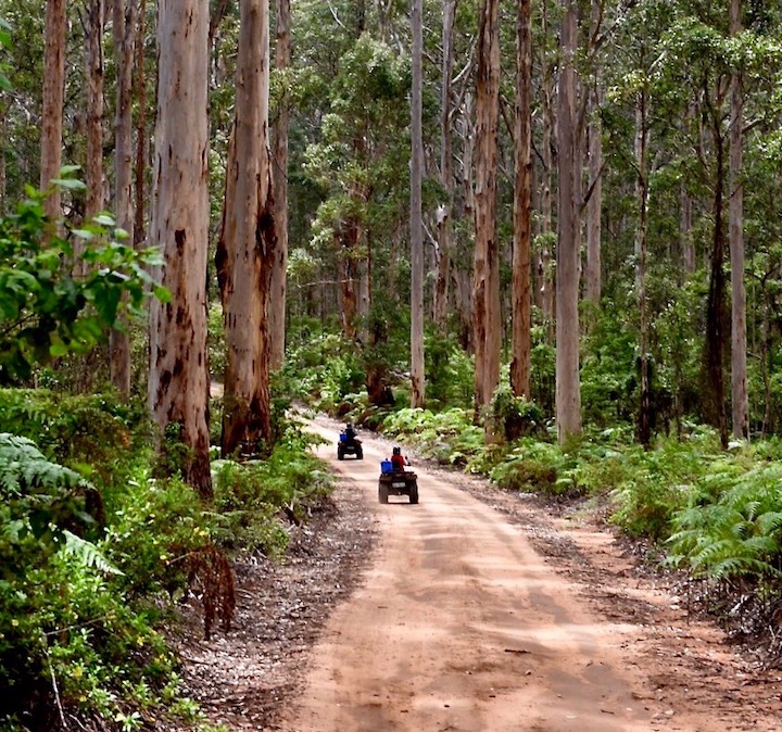 FOREST EXPLORER TOUR (Driver Only or Driver with Passenger)