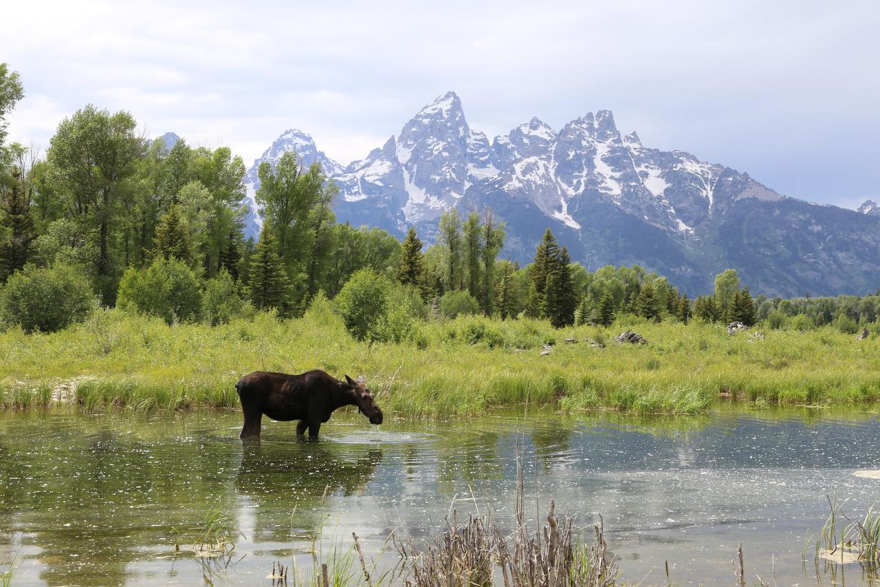 Alpine Wonders of Yellowstone and Grand Teton Bozeman to Jackson