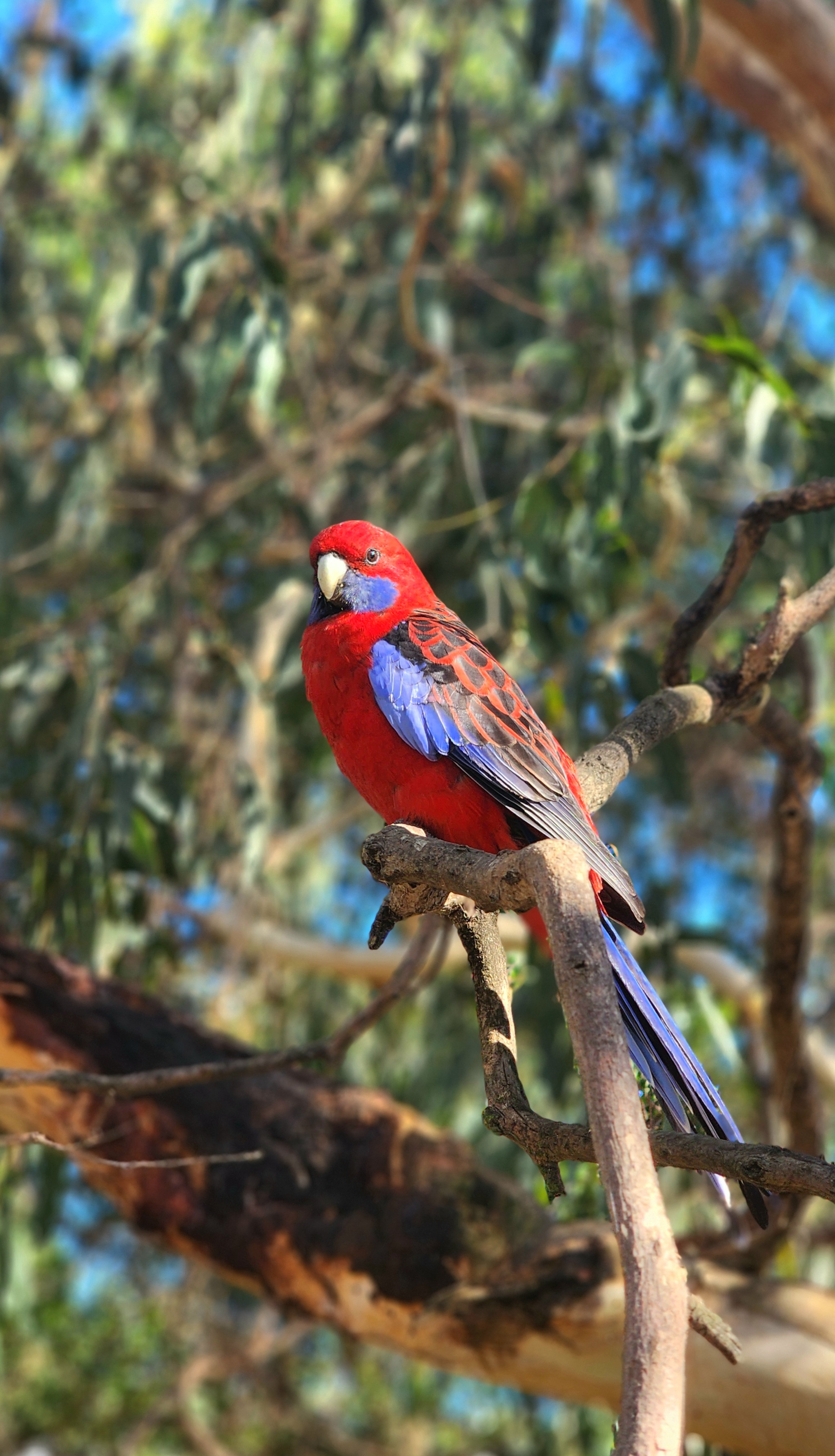 Blue Mountains Full Day Adventure with Waterfall Nature Walk | Lunch included