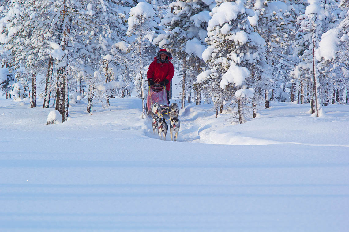 Dog mushing in the taiga of Swedish Lapland