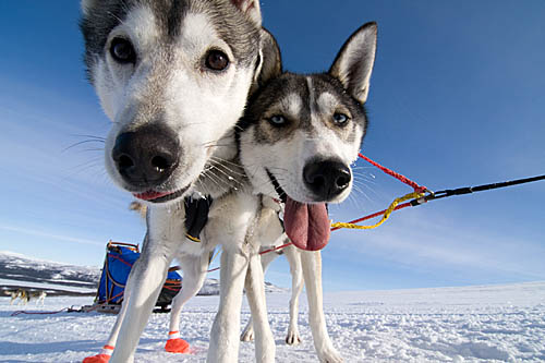 With huskies along the northern Kings Trail