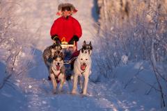 Overnight tour with dog sled on the Arctic Circle