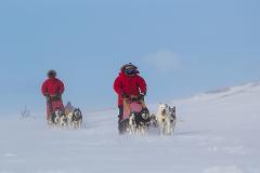Dog Sledding Expedition - Border Mountains to Jokkmokk, 12 Days