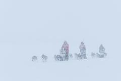 Dog Sledding Expedition – Jokkmokk to the Border Mountains, 12 Days