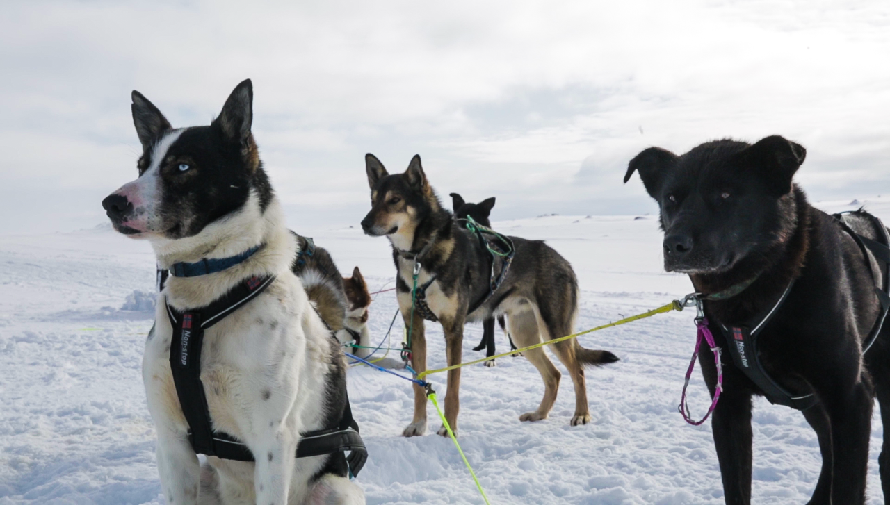 Taste of dogmushing