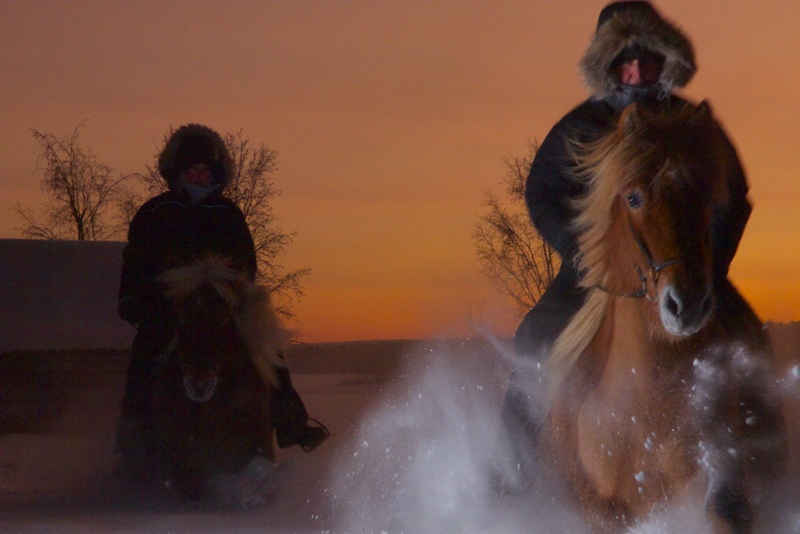 Northern lights tour on horseback