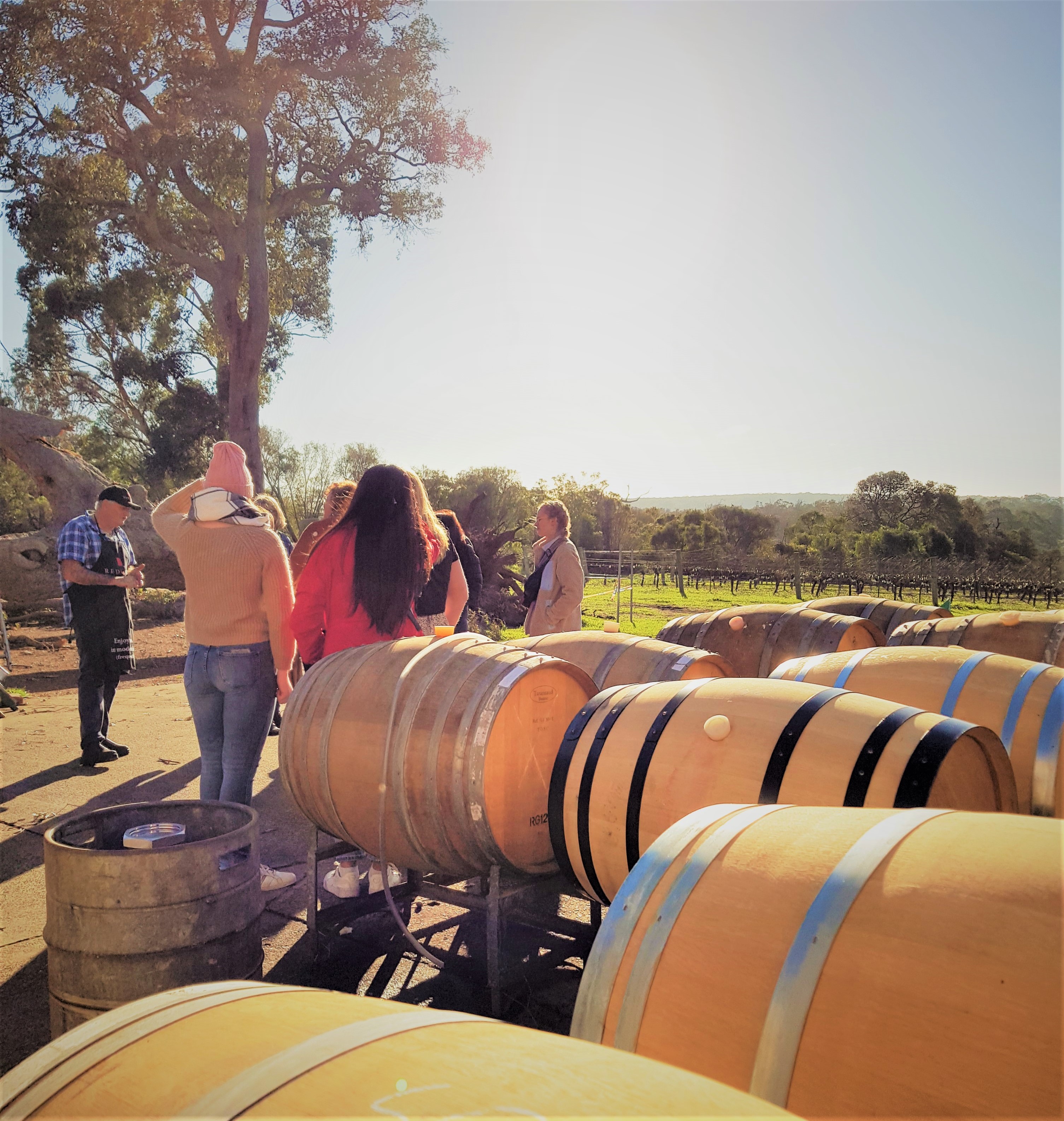 5 Hour Half Day Tour: Coffee & Olive Tastings, Wineries, Forest & Lunch
