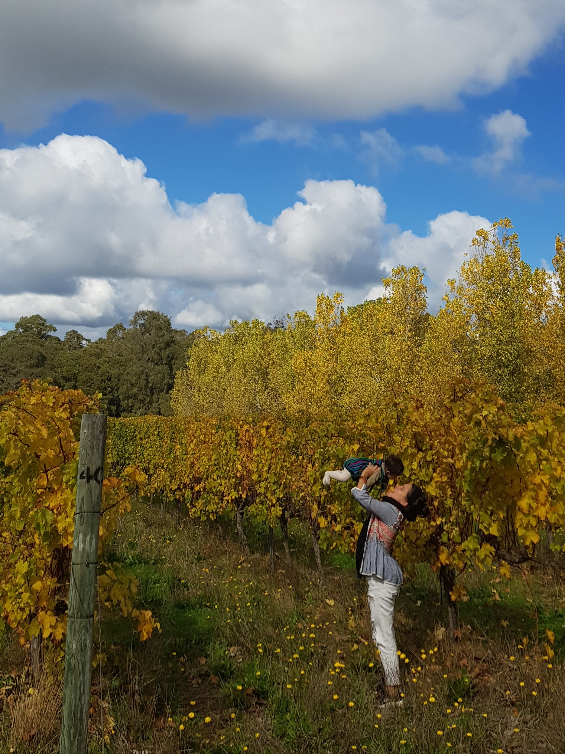 5 Hour Half Day Tour: Coffee & Olive Tastings, Wineries, Forest & Lunch