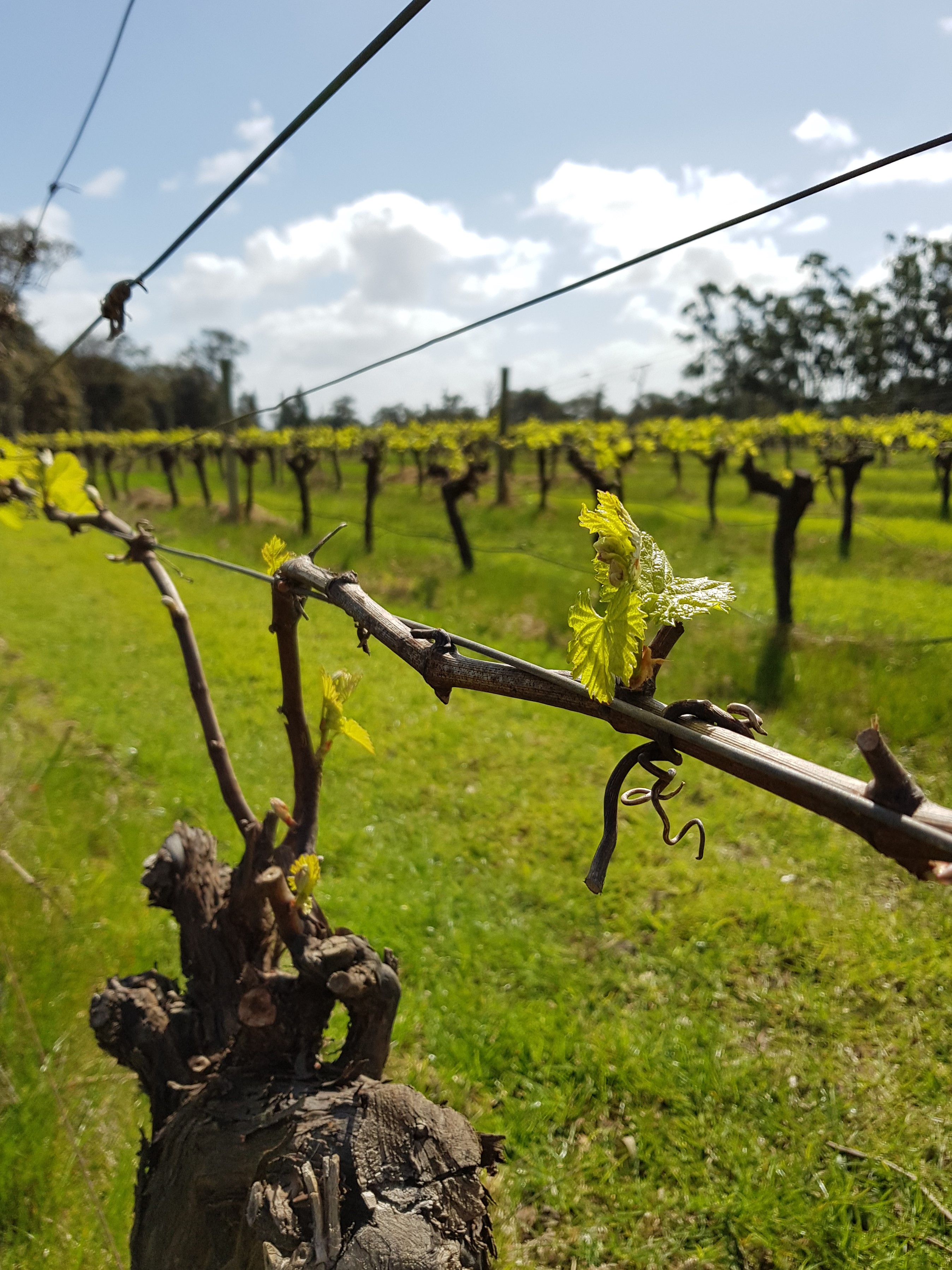 7 Hour Full Day Tour: Morning Tea, Chocolate & Olive Tastings, 3 Wineries & Lunch