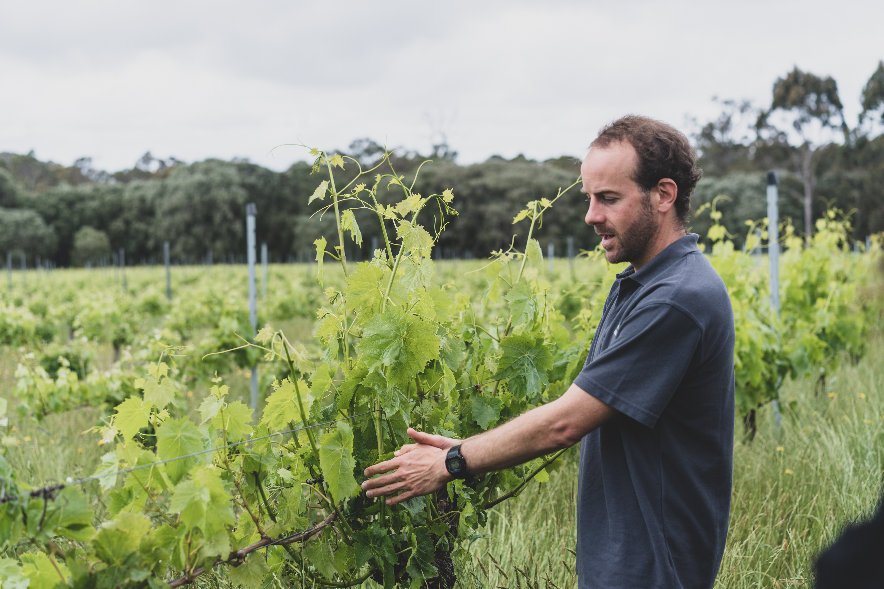 The All About Margaret River Tour: Wine, Coffee, Lunch and Forest