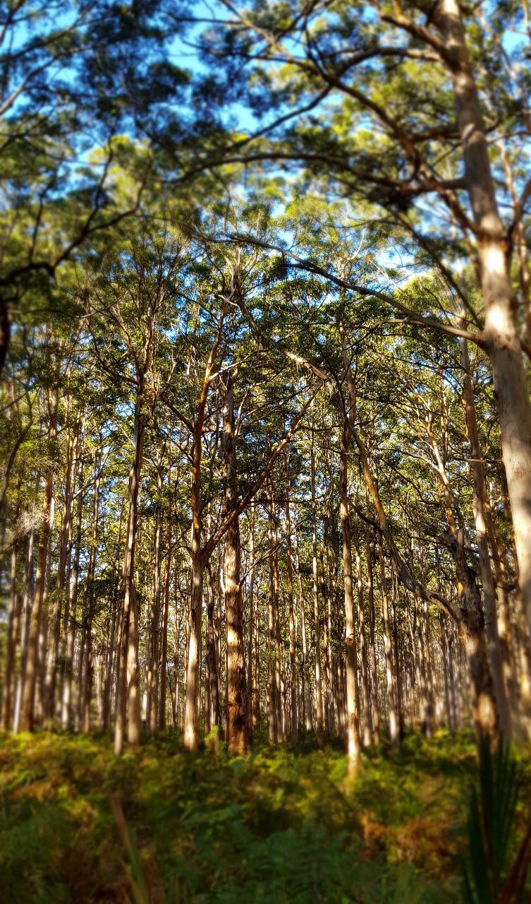 All About Margaret River: Wine and Hike Full Day Tour — Margaret River - Photo 2