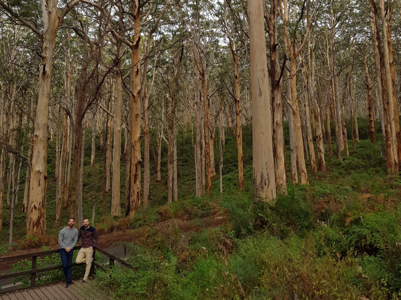 All About Margaret River: Secret Delights: Wine, Coffee, Lunch & Forest Tour — Margaret River - Photo 3