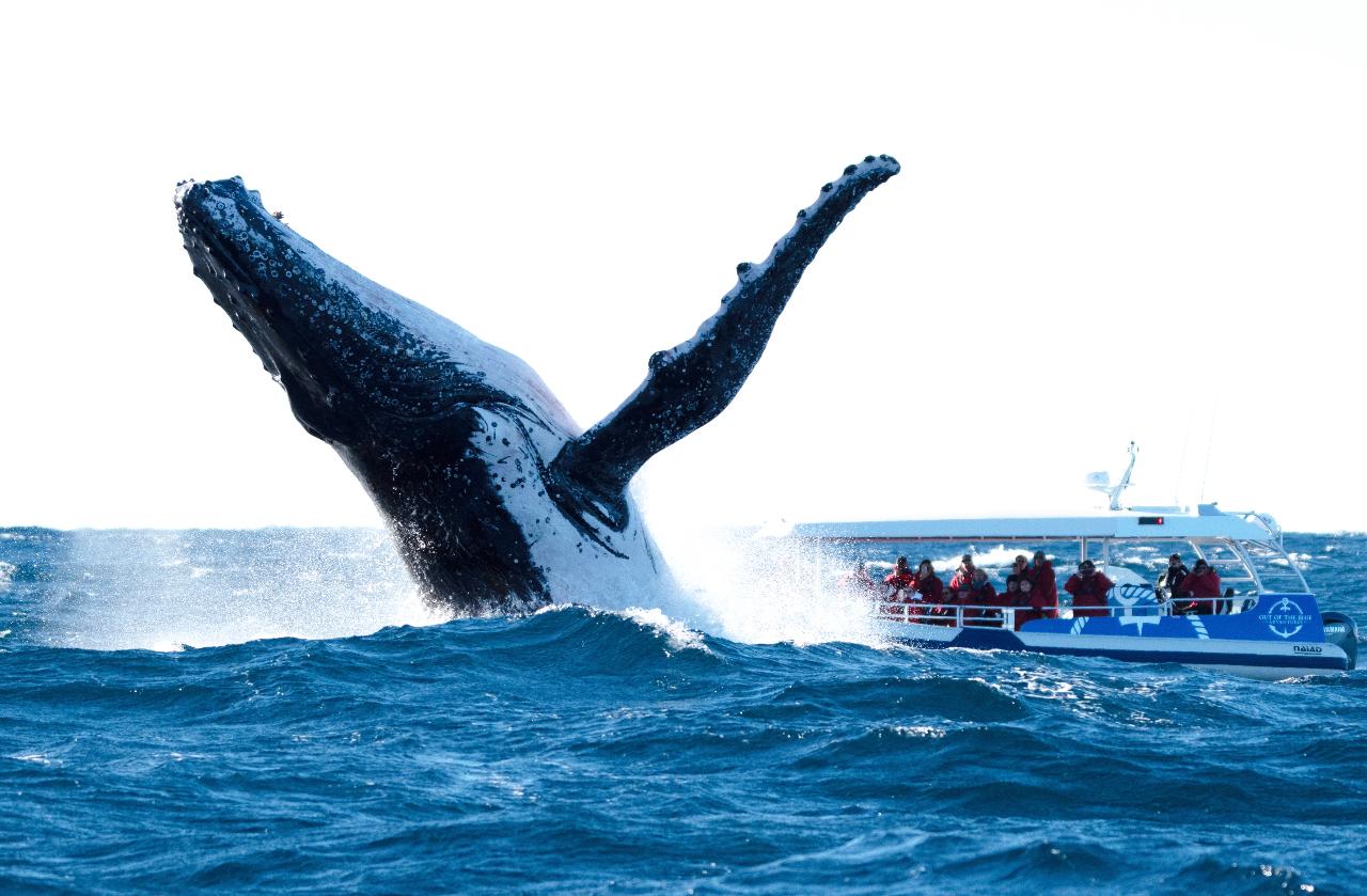 WHALE WATCHING: Brunswick Departure