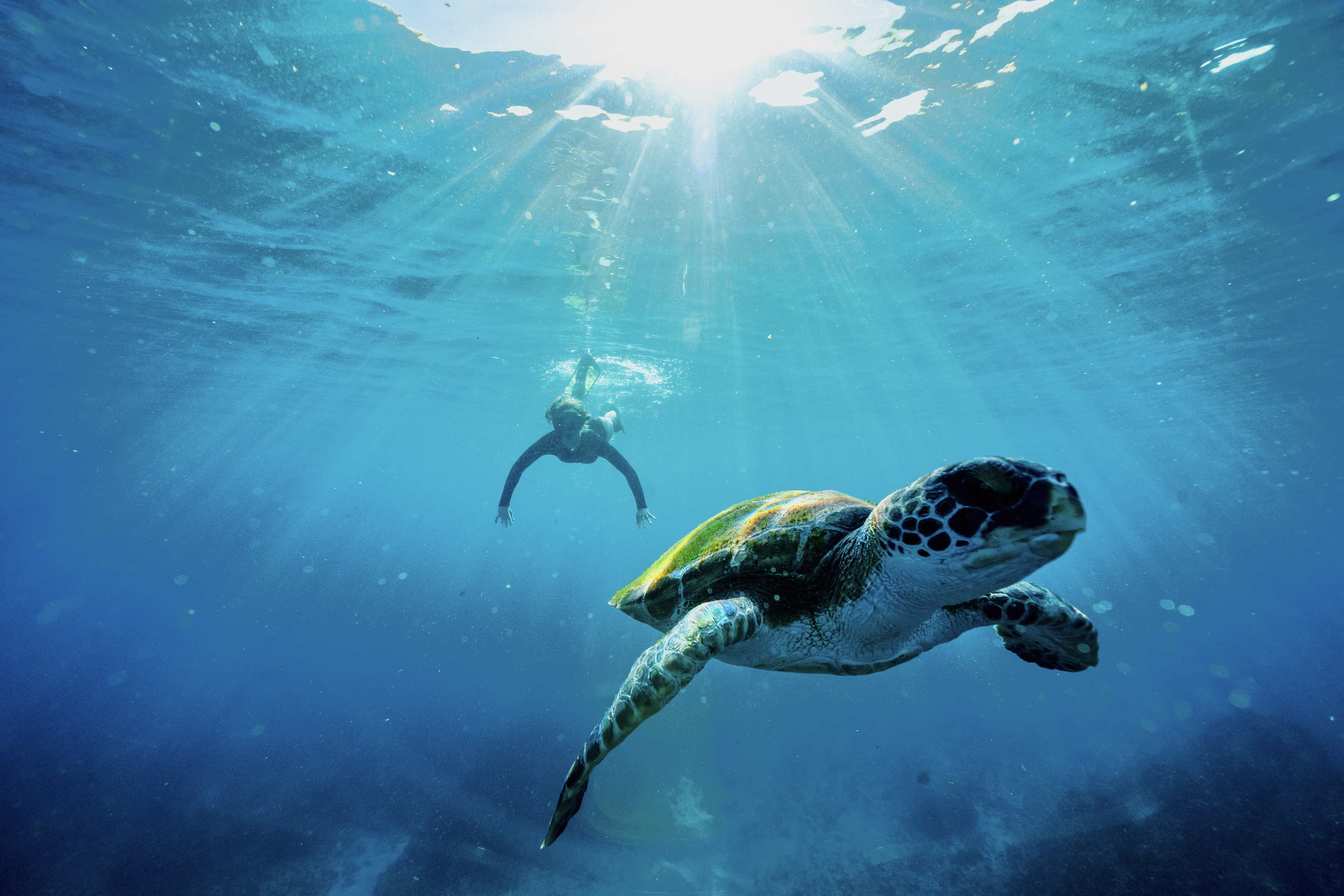 Snorkeling Tour Julian Rocks