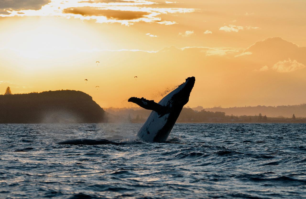 Whale Watching Cruise