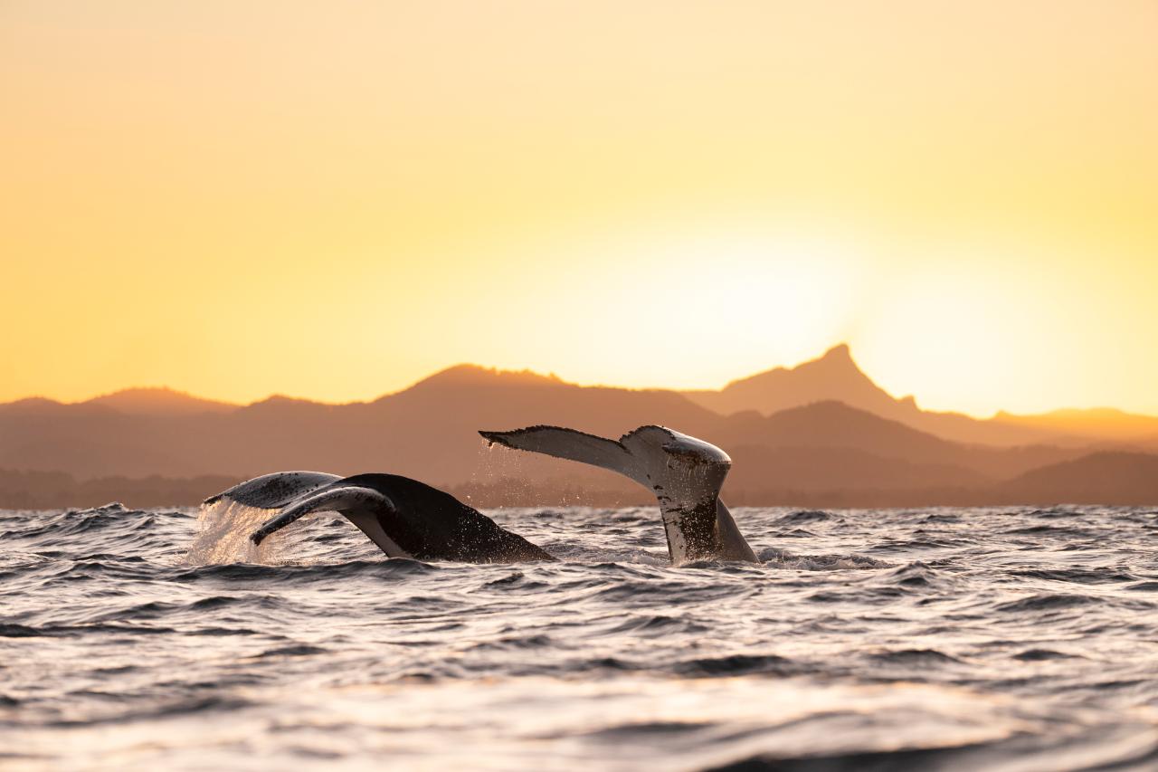 Craig Parry X Whale Watching