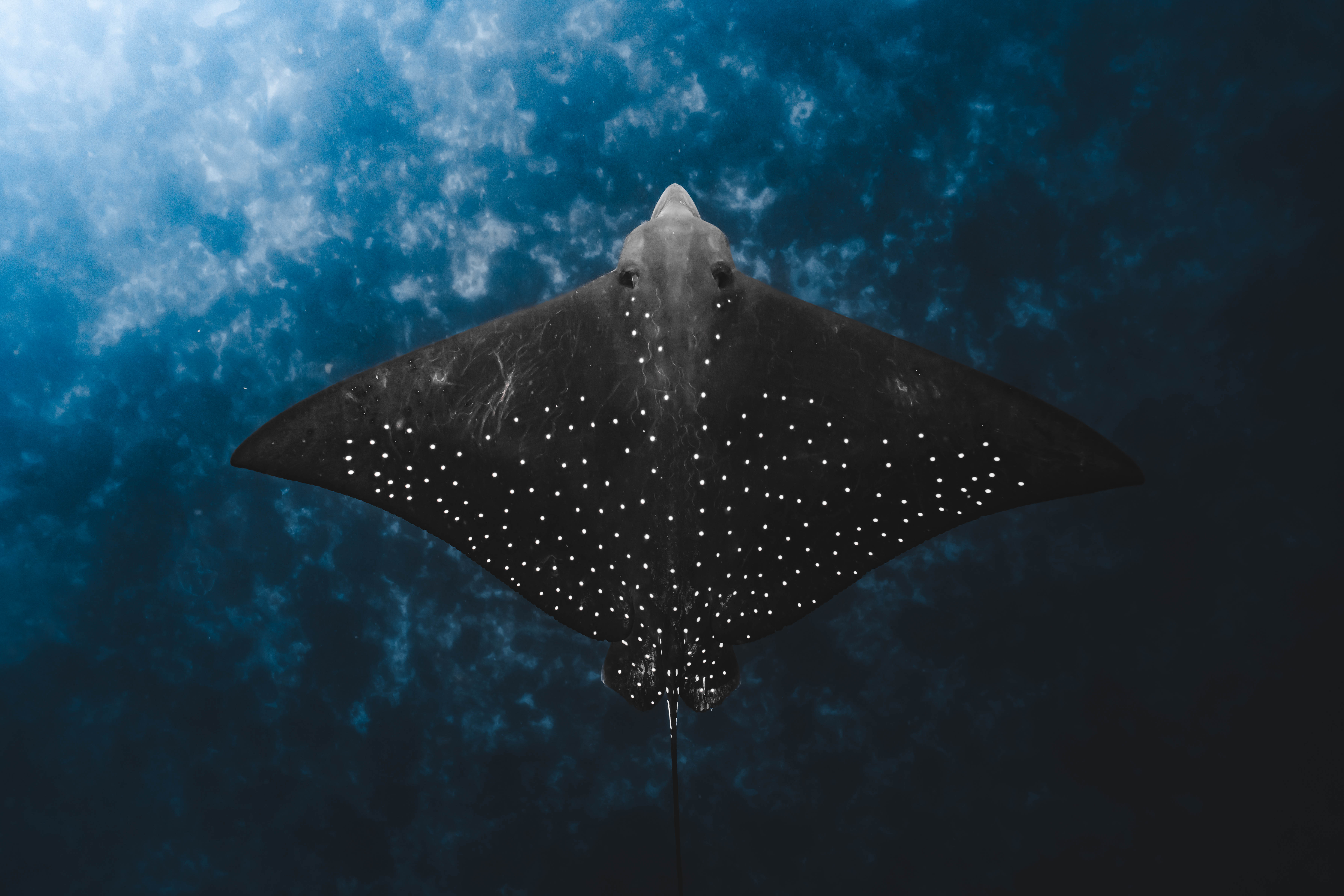 Snorkeling Tour Julian Rocks