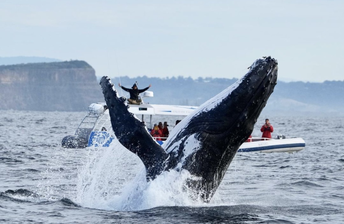 Whale Watching Cruise