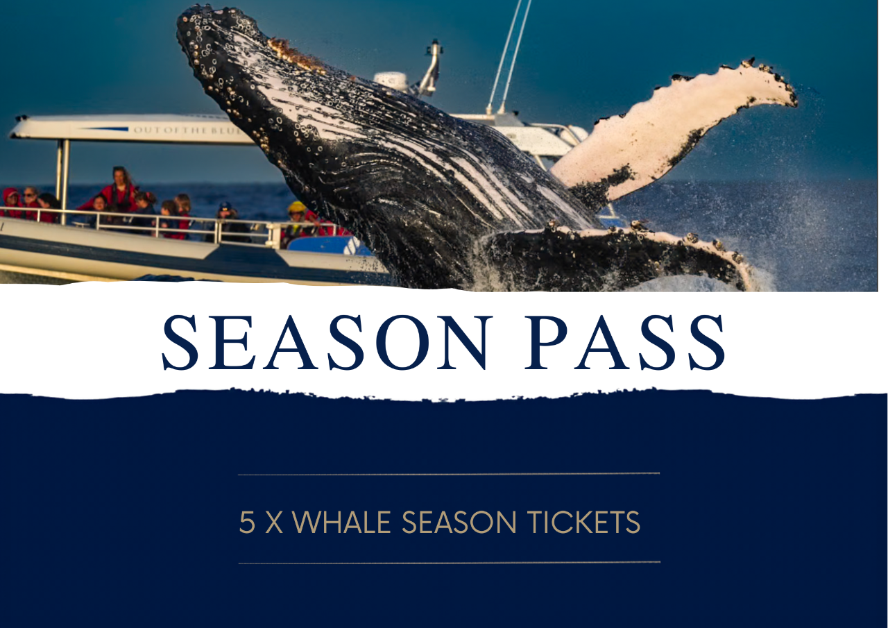 Whale Watching Season Pass