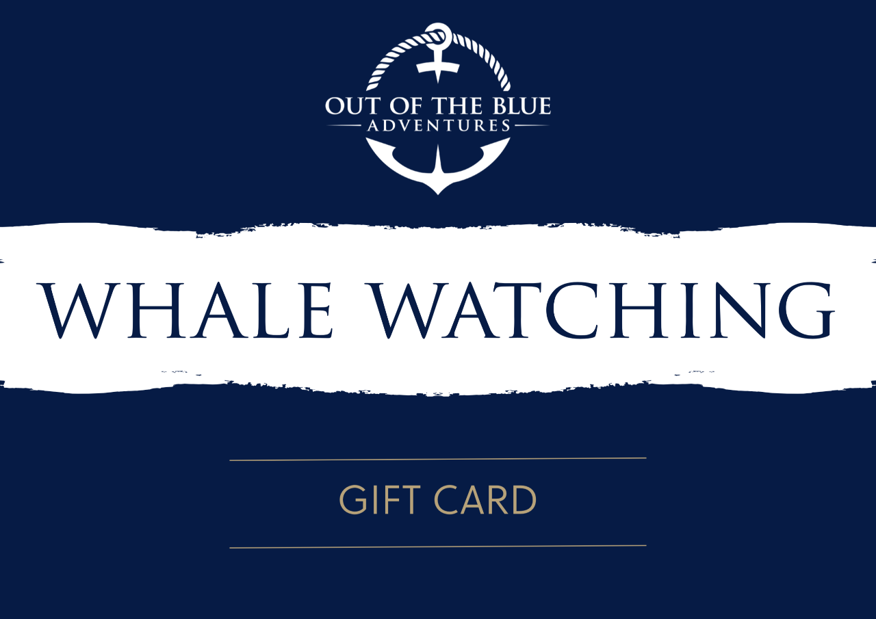 Whale Watching Gift Card