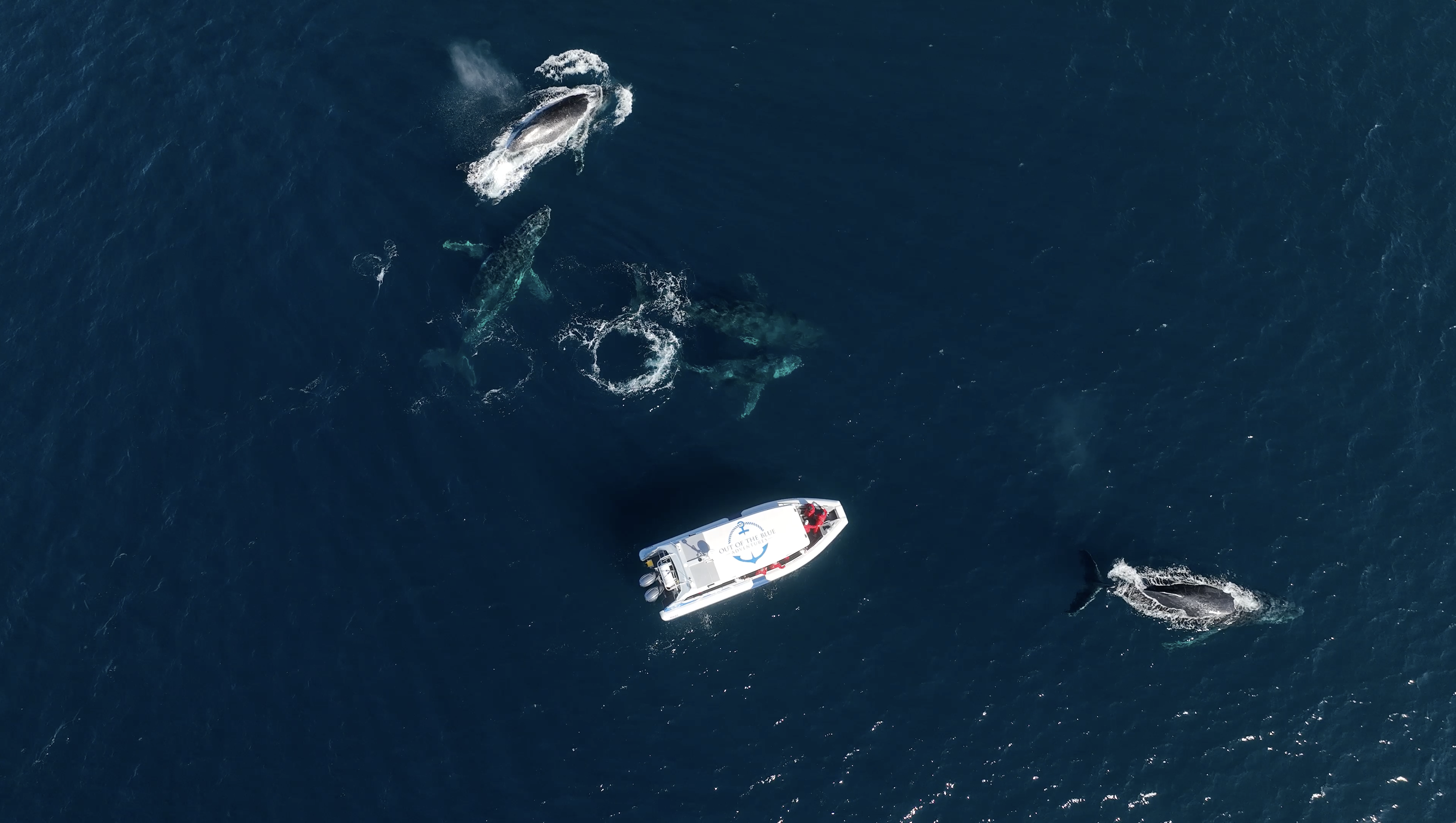 Whale Watching Cruise