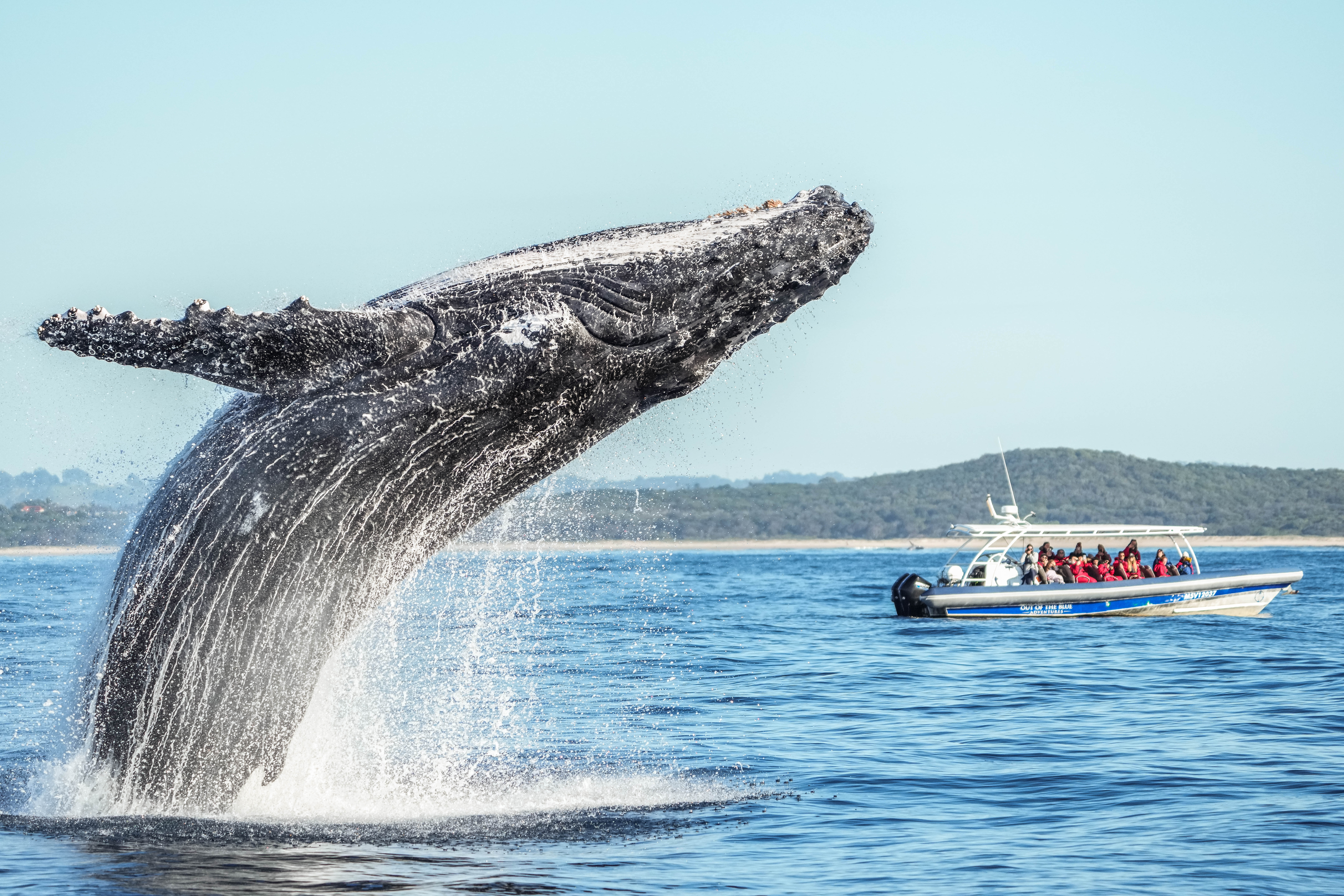 Whale Watching Cruise