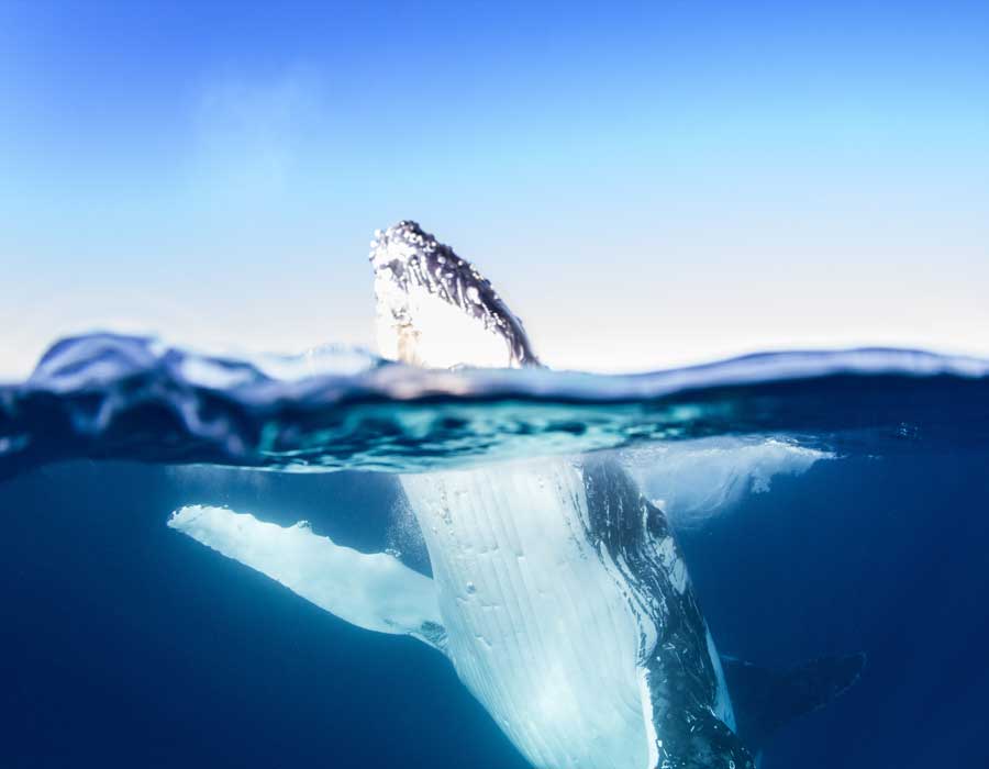 Whale Watching