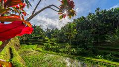 BALI BLISS ESCAPE  SEPT 2024 | 7 DAYS