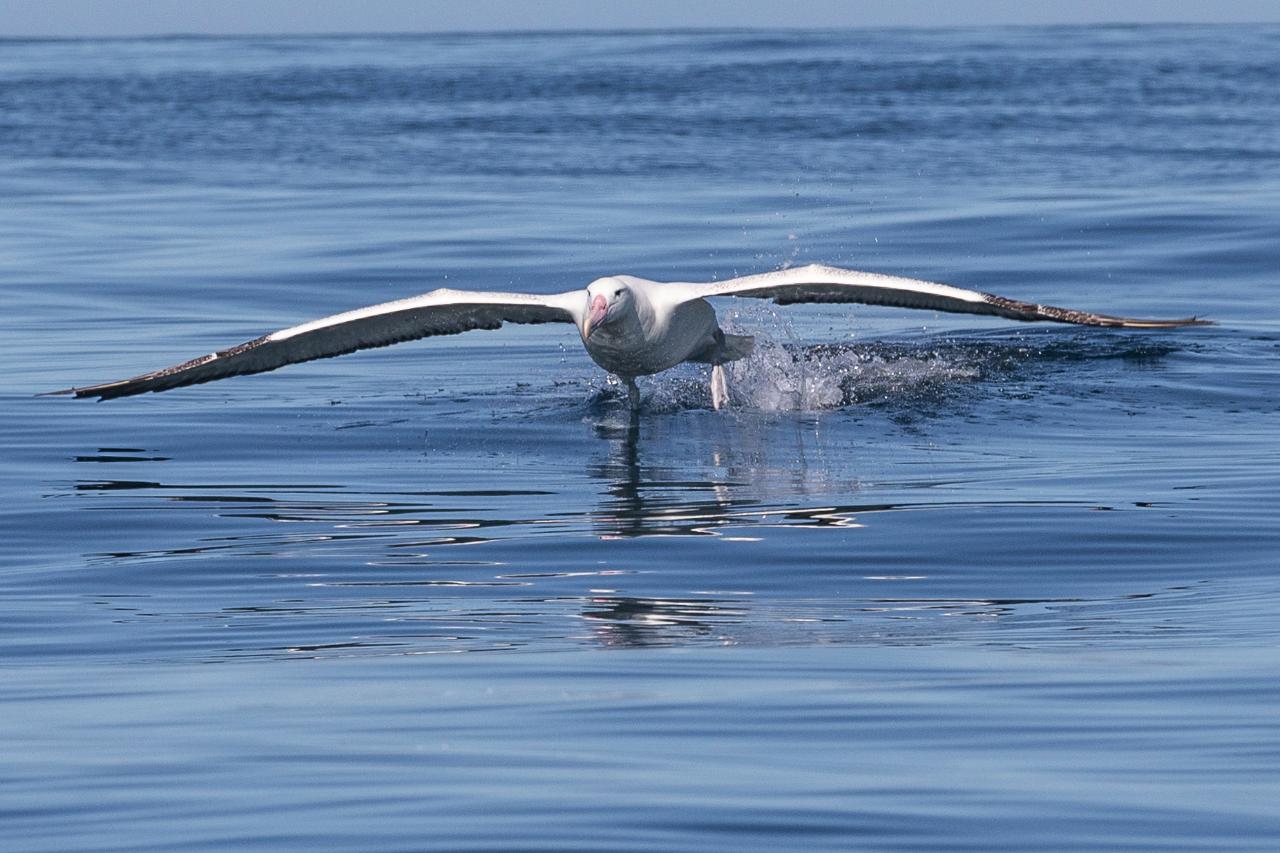 Albatross Wildlife & Harbour Cruise-From PORT CHALMERS