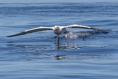 Albatross Wildlife & Harbour Cruise-From PORT CHALMERS