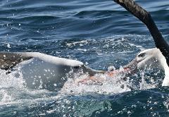 TRUBY- Albatross Wildlife & Harbour Cruise- PORT CHALMERS