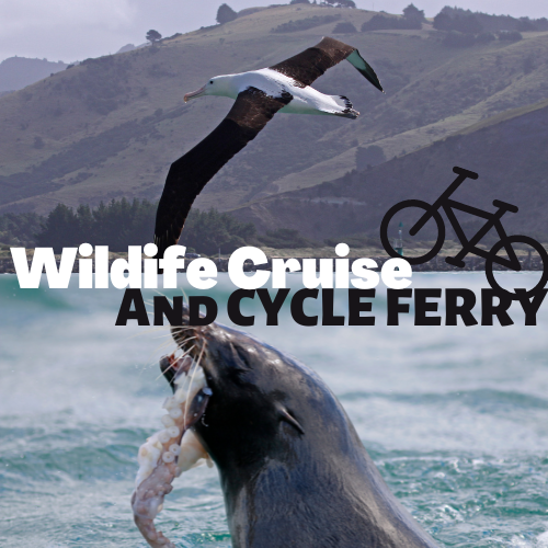 Cruise Ship Passenger-Albatross, Wildlife & Harbour Cruise-AND Cycle Ferry from PORTOBELLO