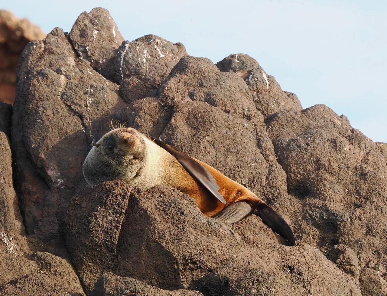 Seal on a Rock- And Mini Harbour Tour
