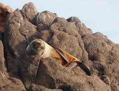 Seal on a Rock- And Mini Harbour Tour