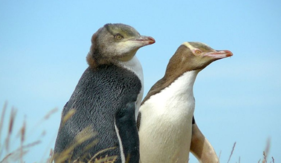 Penguin, Albatross and Harbour Wildlife Tour 10:00am