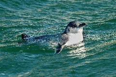 Albatross Wildlife & Harbour Cruise-From PORT CHALMERS