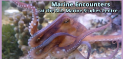 Ferry to NZ Marine Studies Centre, FROM PORT CHALMERS 