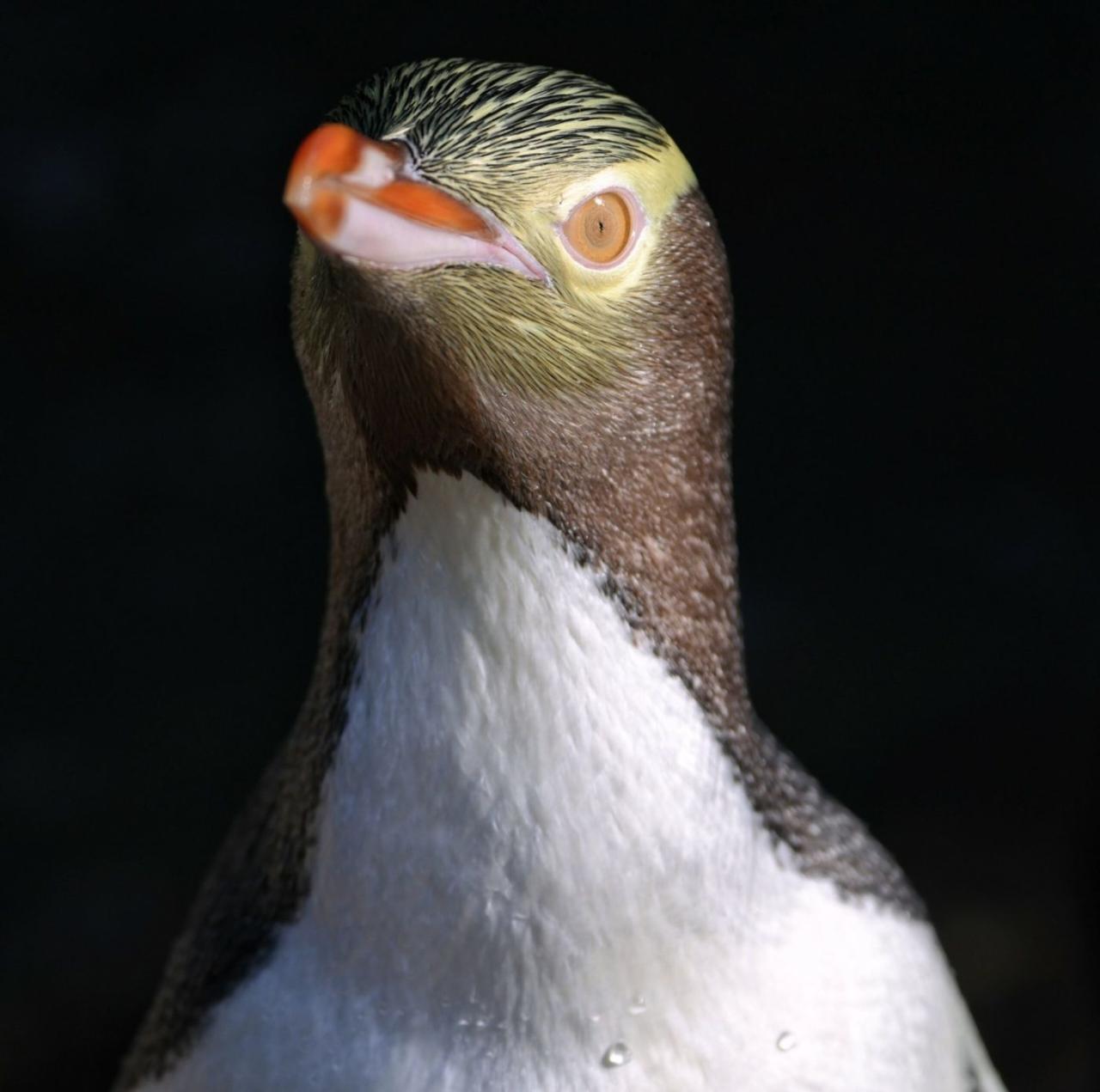 Ferry to OPERA Eco Sanctuary and Penguin Rehab and City Exploring