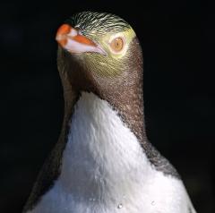 Ferry to OPERA Eco Sanctuary and Penguin Rehab and City Exploring