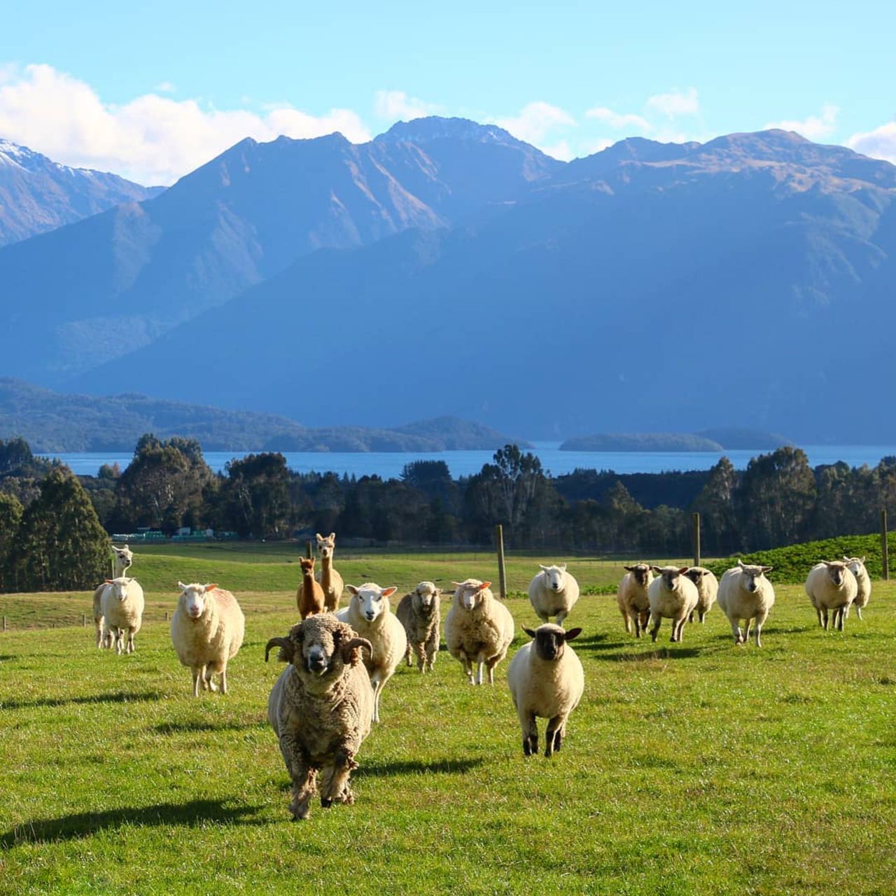 https://img.rezdy.com/PRODUCT_IMAGE/90077/447143_farming_southlandnew_zealand_credit_dusky_ridges_14_web_version.jpg