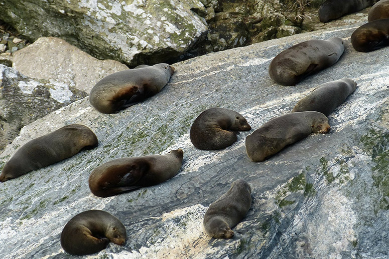 https://img.rezdy.com/PRODUCT_IMAGE/90077/9fb198b763814eda883ddfd96a8216e0seals_milford_sound_215713_1920_cropped.jpg