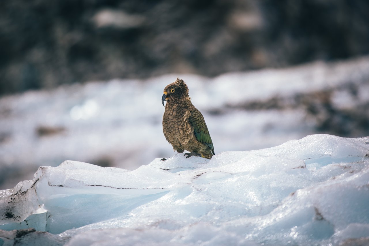 https://img.rezdy.com/PRODUCT_IMAGE/90077/Kea_on_Fox_Glacier__West_Coast_2__credit_Liz_Carlson__medium.jpg