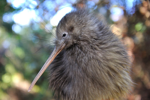 https://img.rezdy.com/PRODUCT_IMAGE/90077/Kiwi_bird.jpg