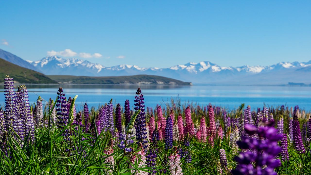 Tekapo to Christchurch Small Group Tour (One Way)